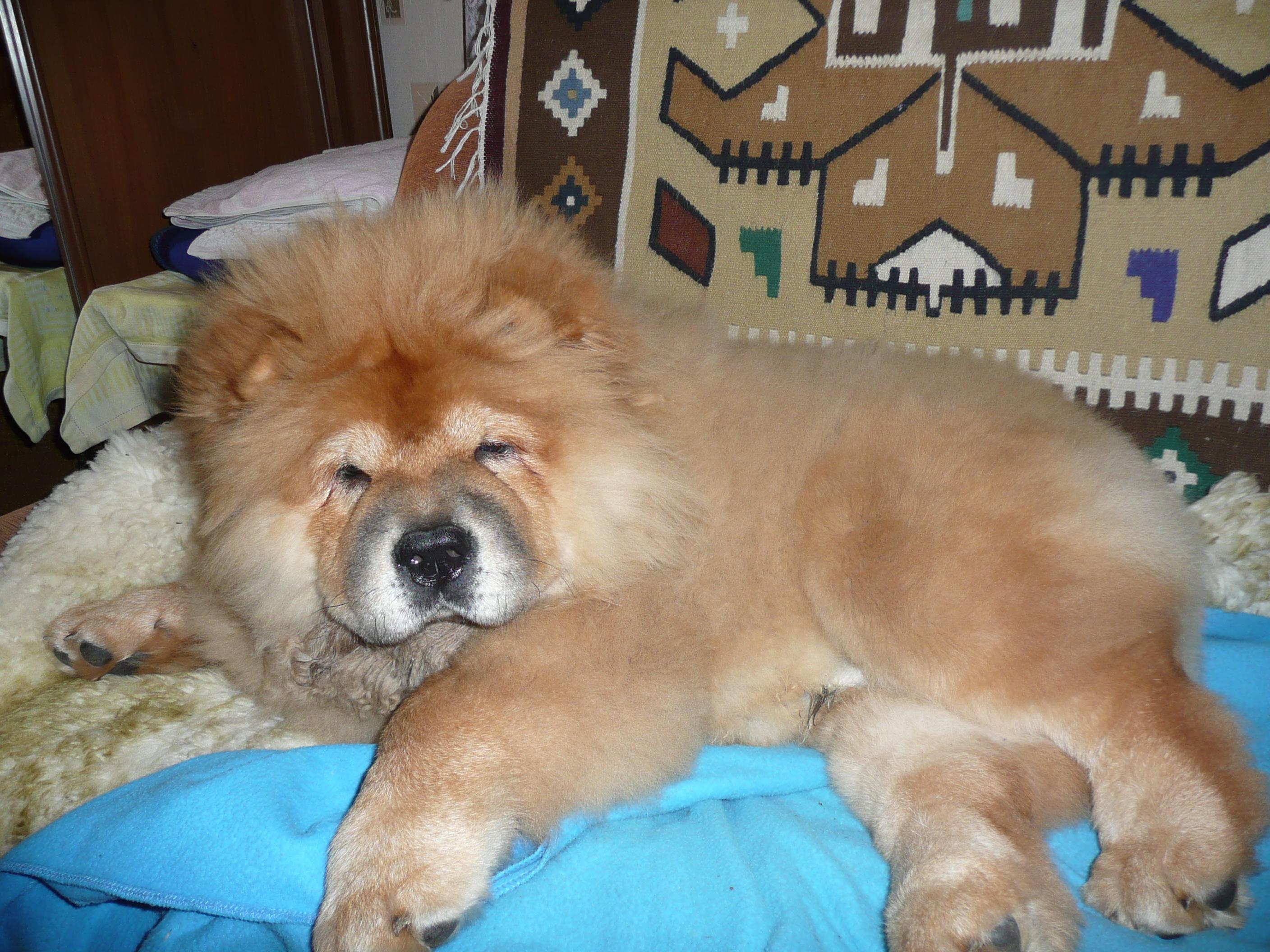 Цезарь, 5 месяцев