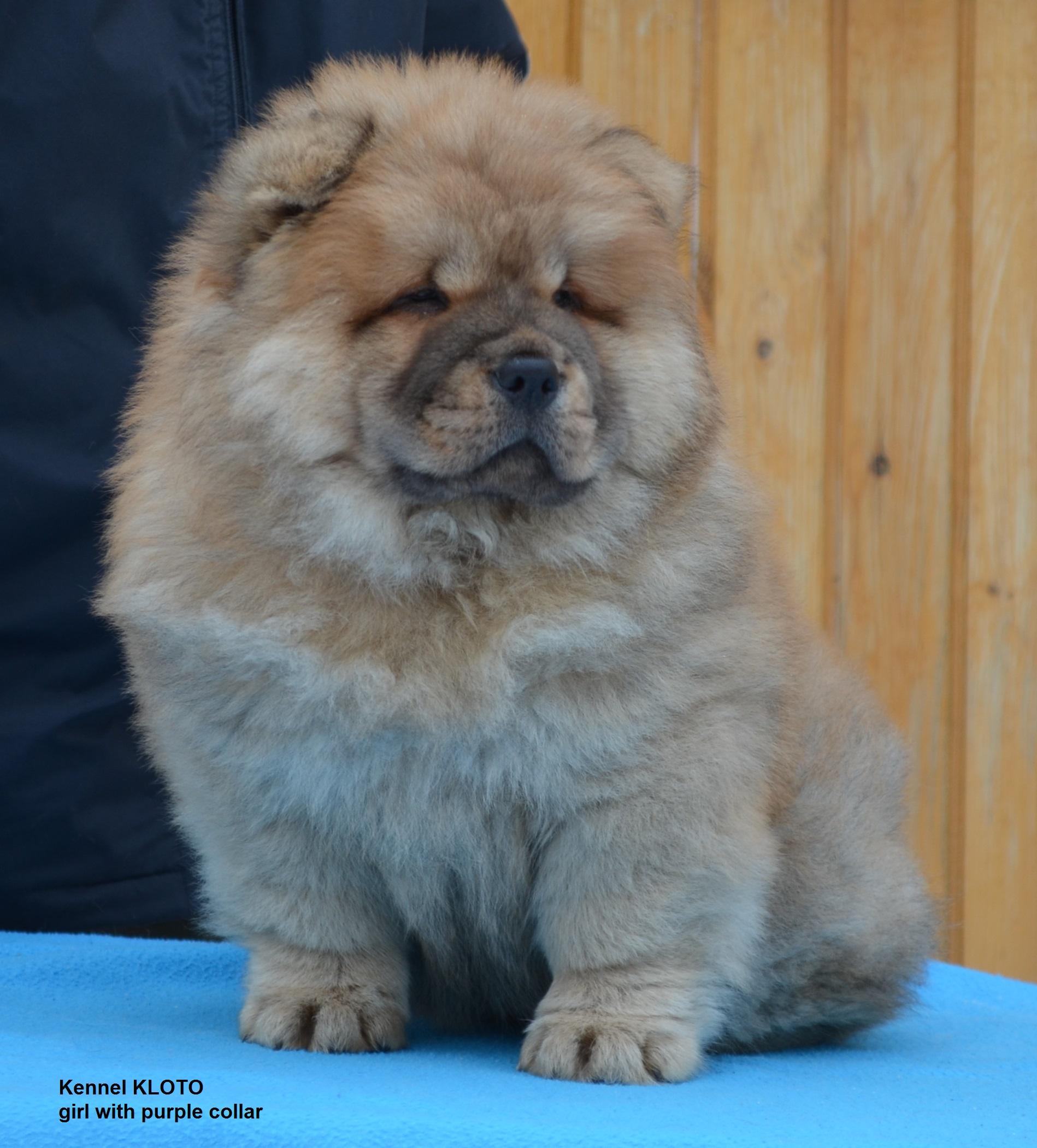 Клото Саманта Кобаджио