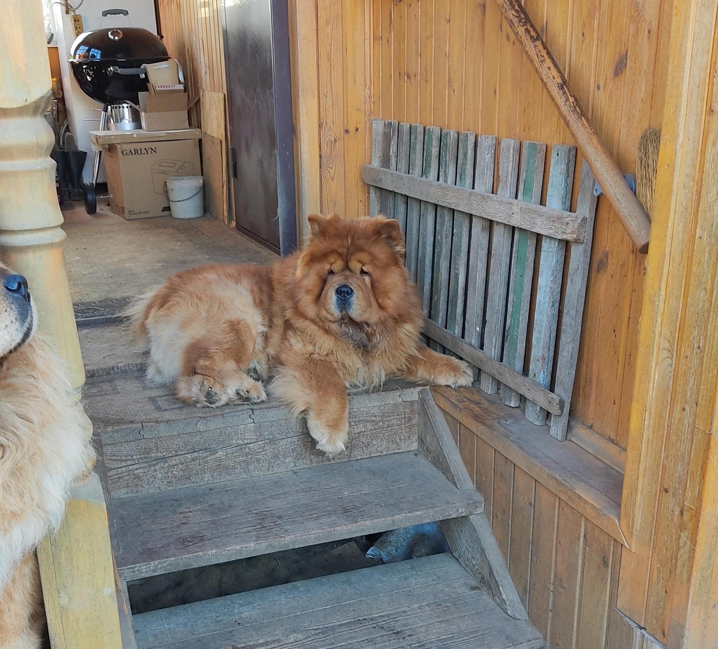 Сеня - 2,5 года - Евразия-2015 - 21.03.2015г. - отл. 3