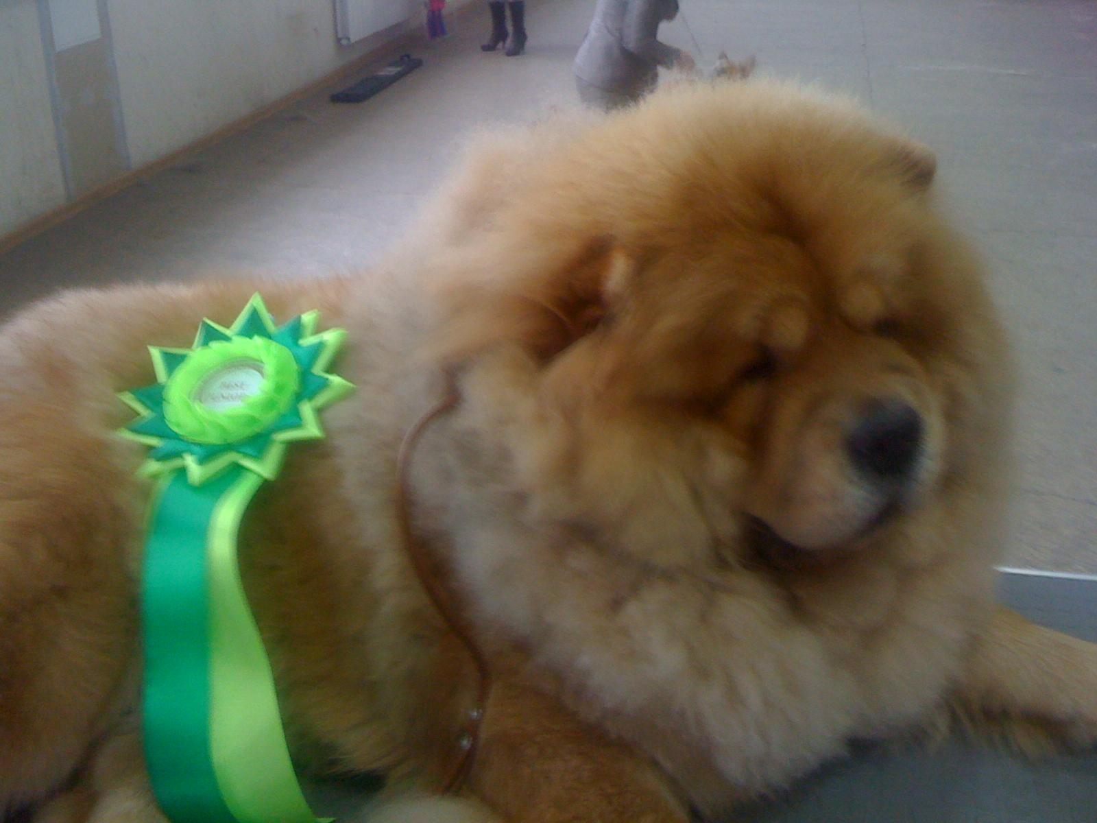 Цезарь 12 месяцев г.Москва