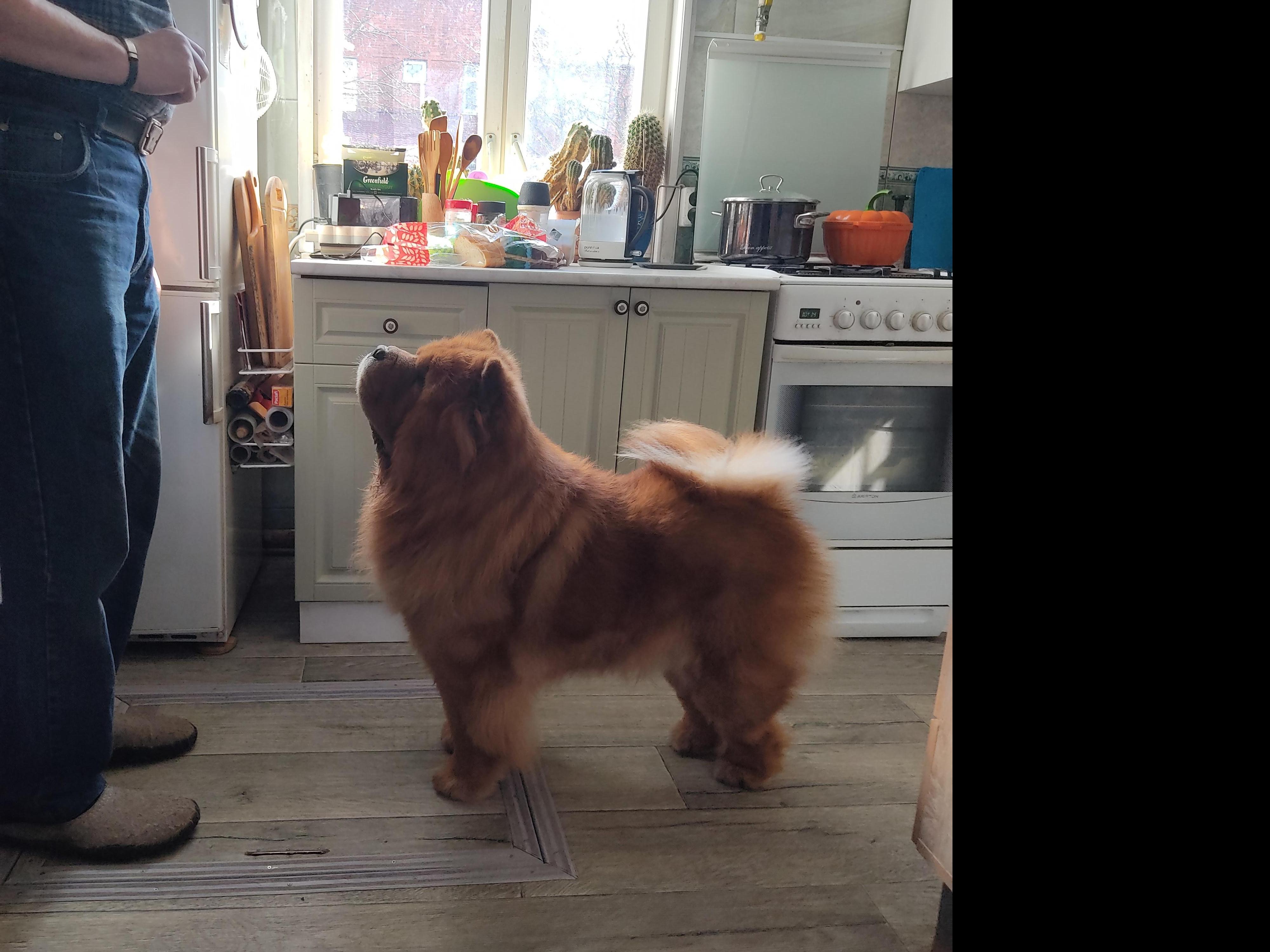 Сеня - 2,5 года - Евразия-2015 - 21.03.2015г. - отл. 3