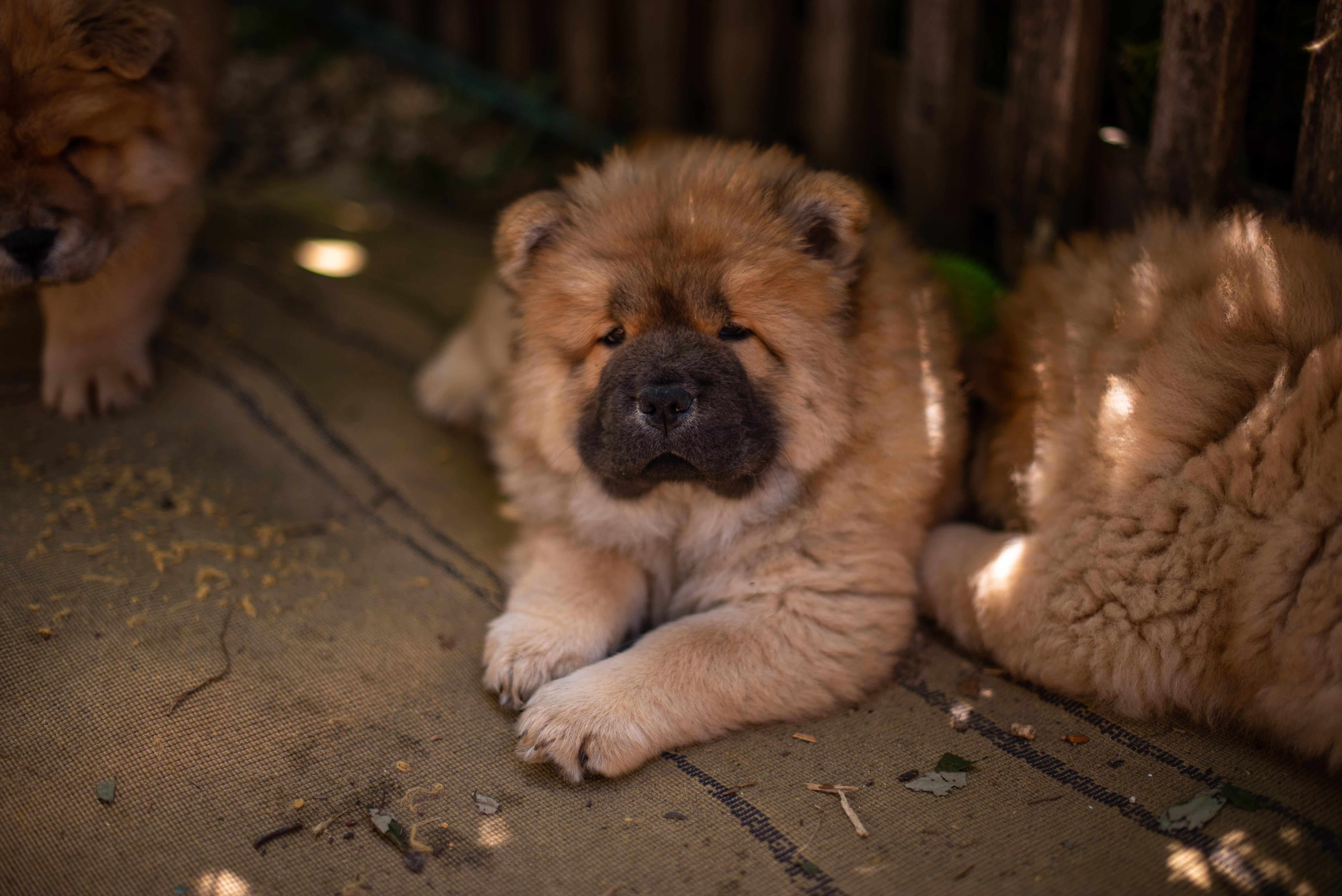 Клото Стефания Гуанчжоу