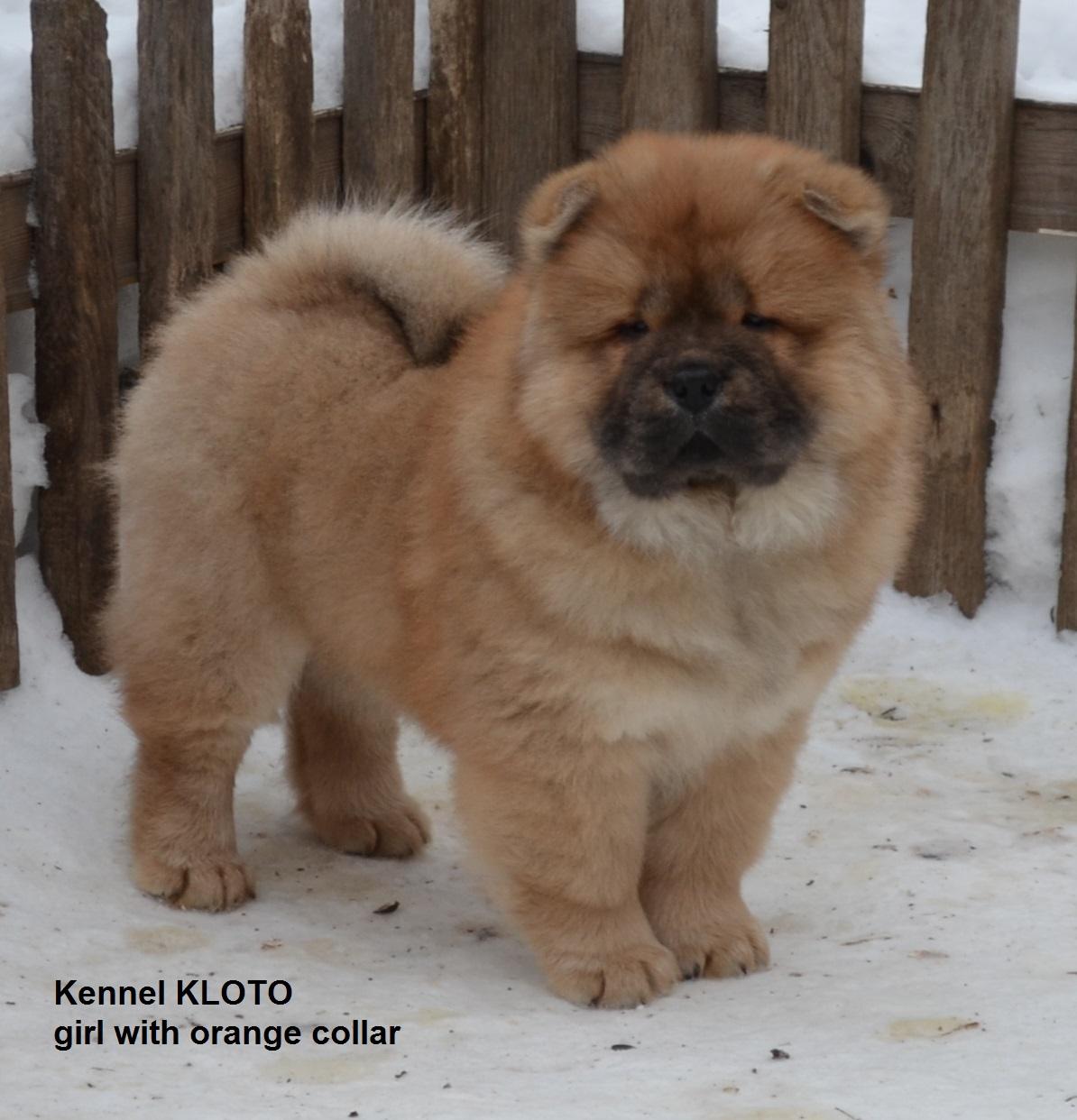 Клото Стефания Гуанчжоу