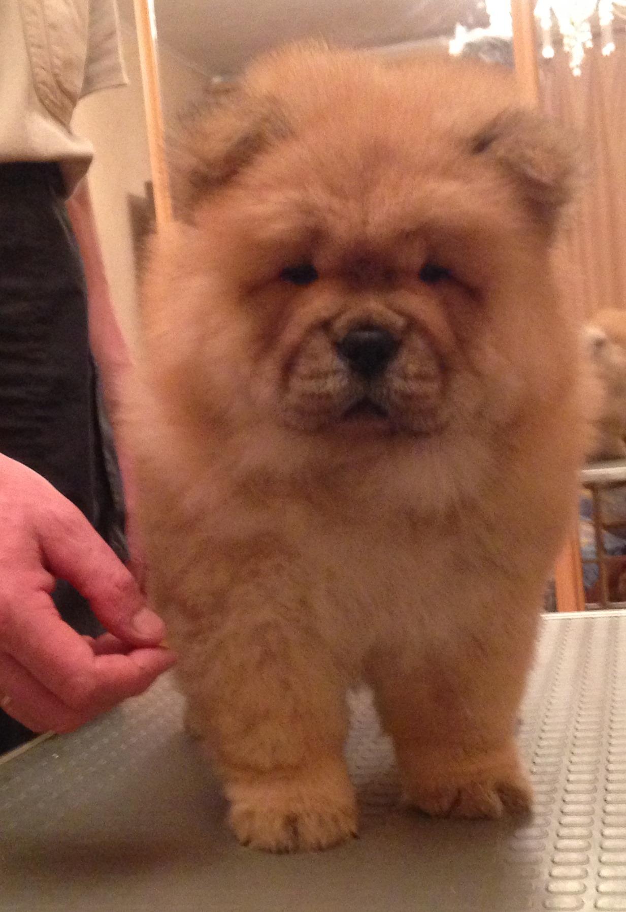 Клото Сильвия Мин Чжу