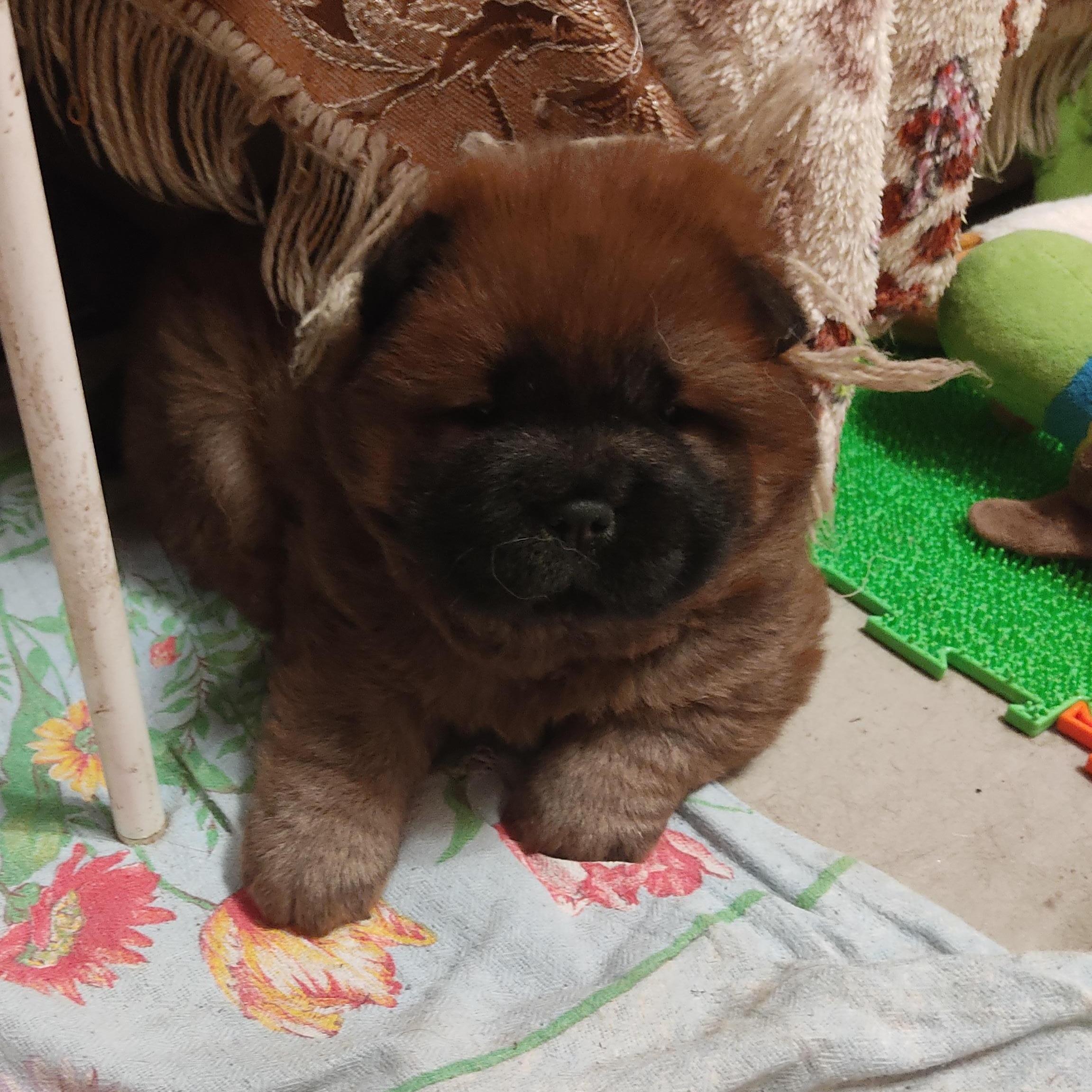 Клото Сани Анджонг