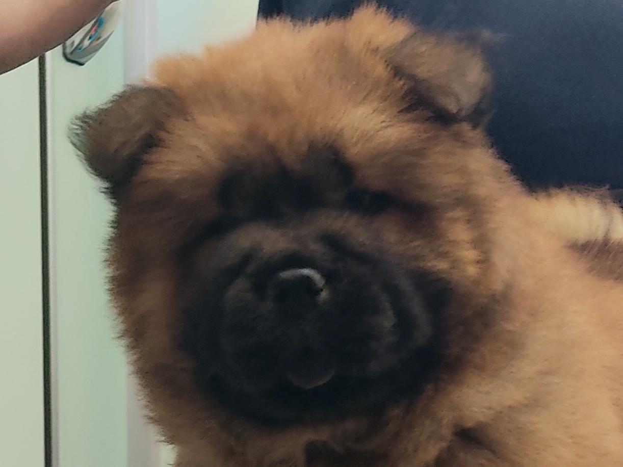 Клото Сани Анджонг