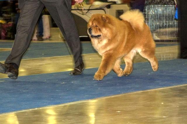 Сеня - 17 месяцев - Евразия-2014 - 23.03.2014 - отл. 4