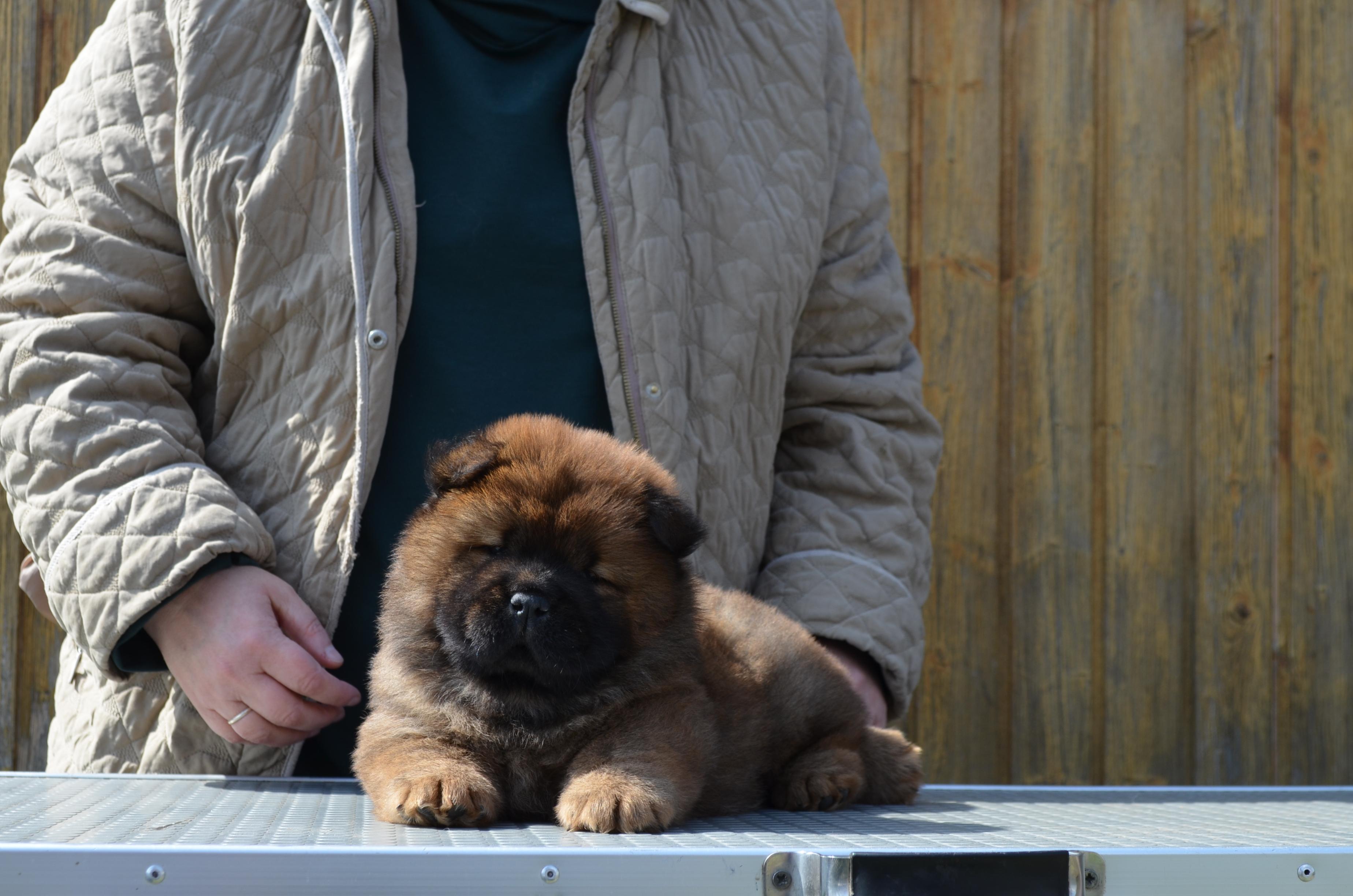 Клото Сани Анджонг