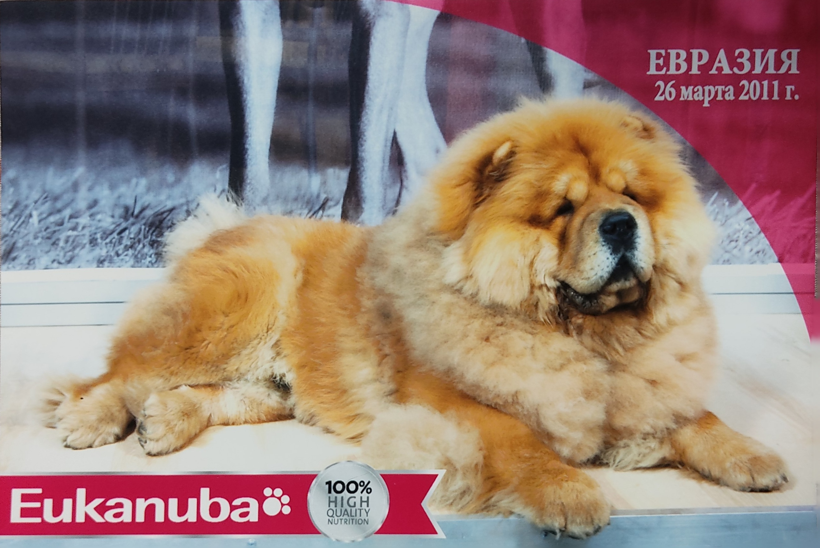 Цезарь 12 месяцев г.Москва