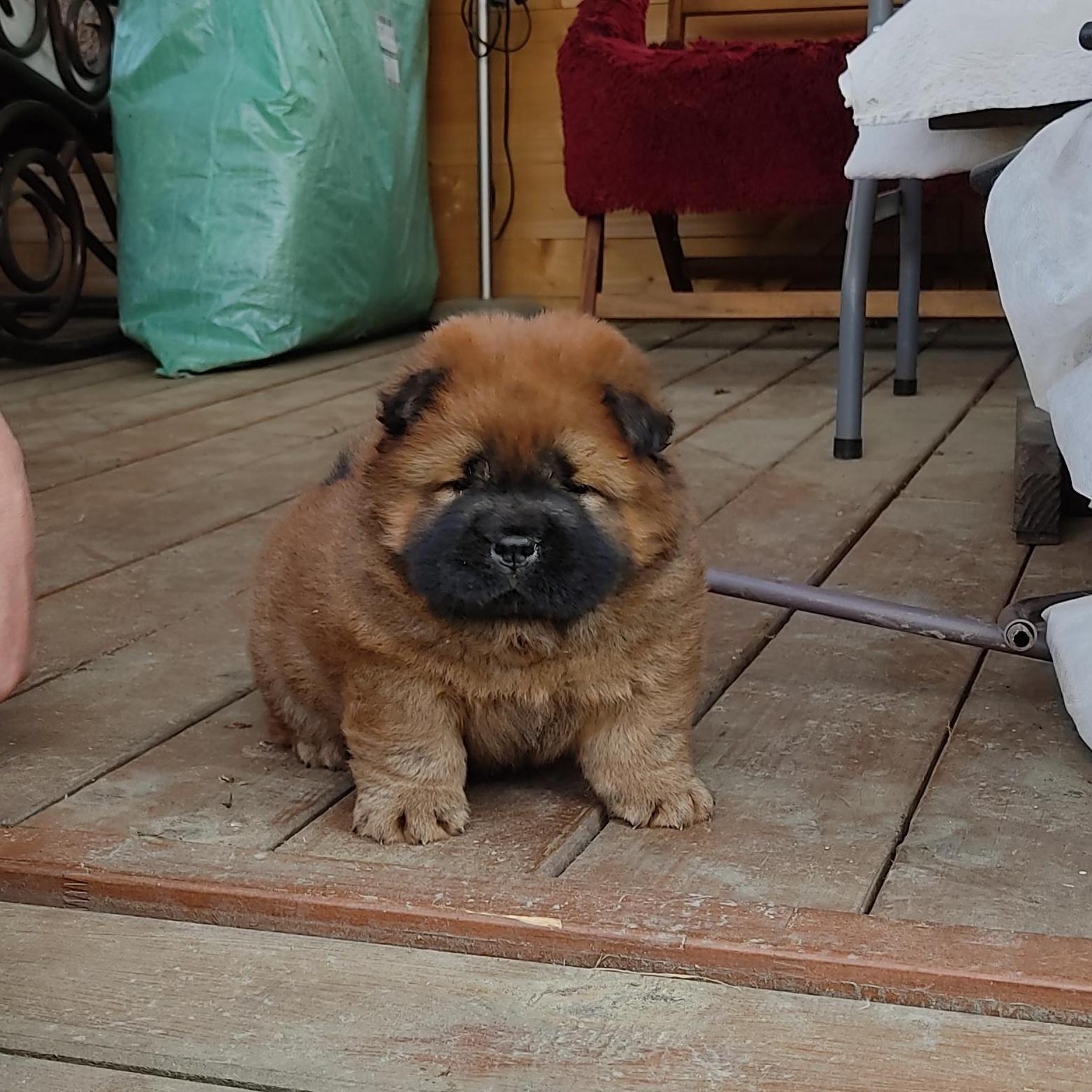 Клото Сани Анджонг