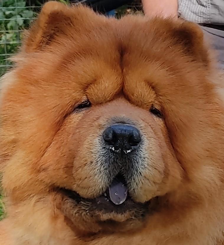 Сеня - 2,5 года - Евразия-2015 - 21.03.2015г. - отл. 3