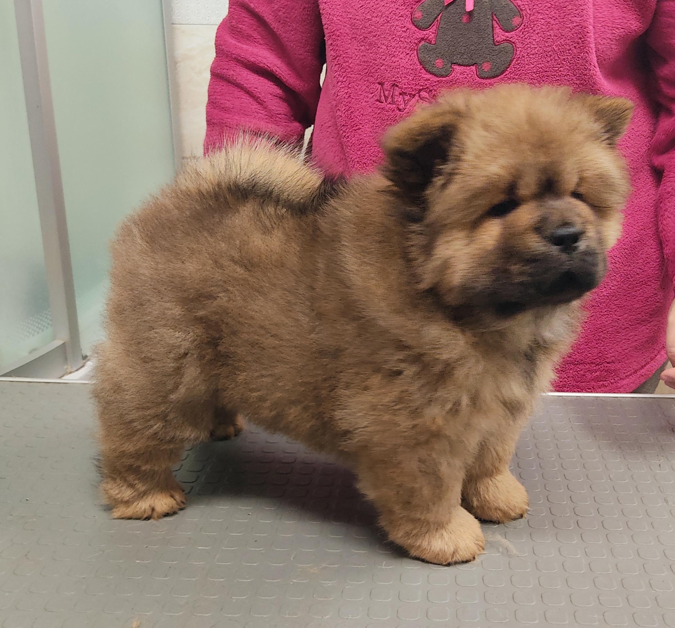 Клото Стефания Гуанчжоу