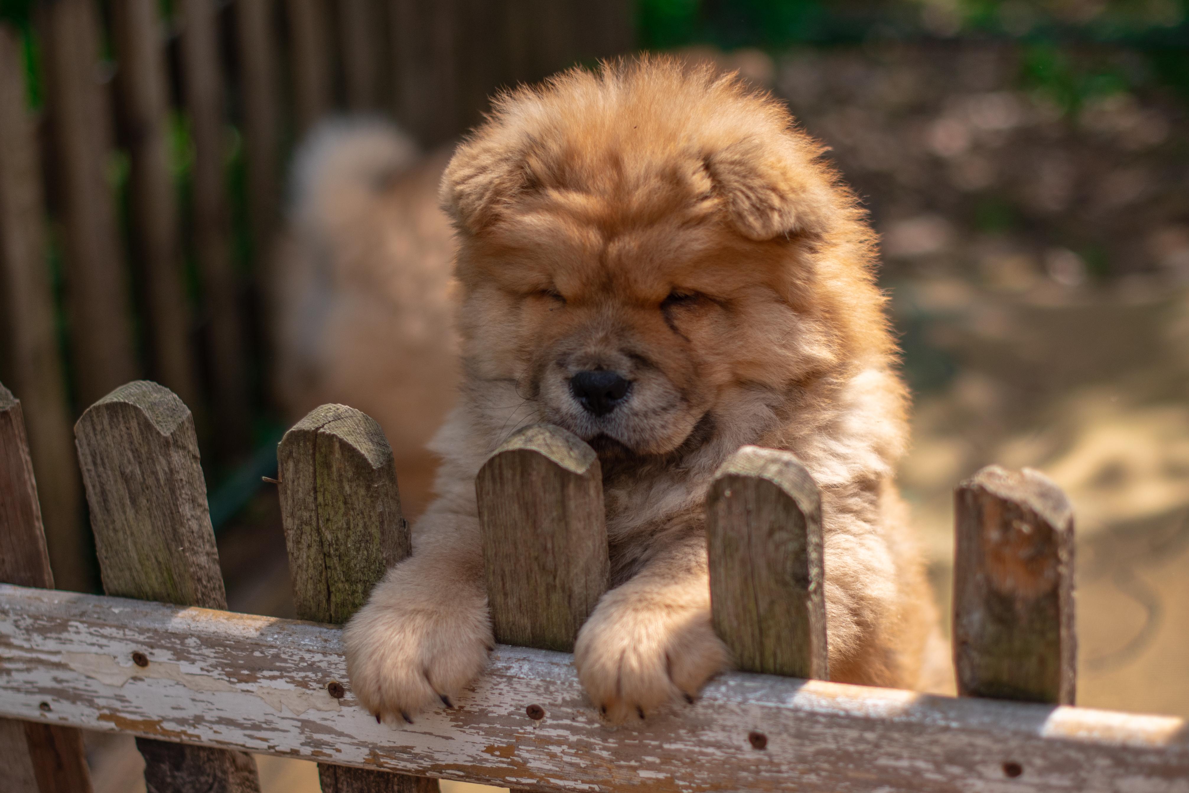 Клото Сани Анджонг