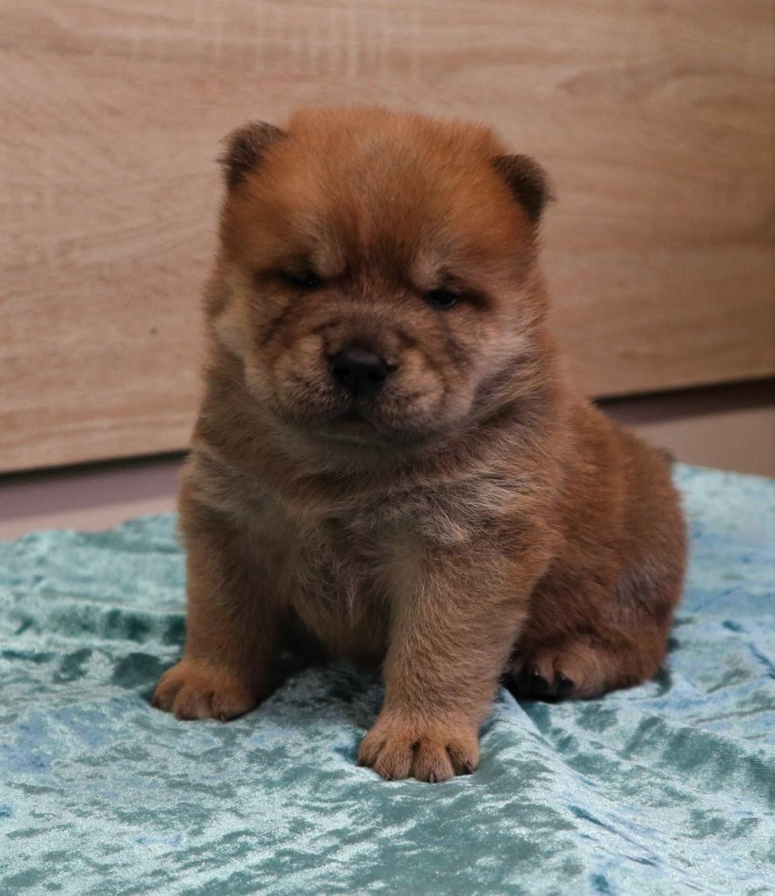 Клото Сантия Ли Мей 