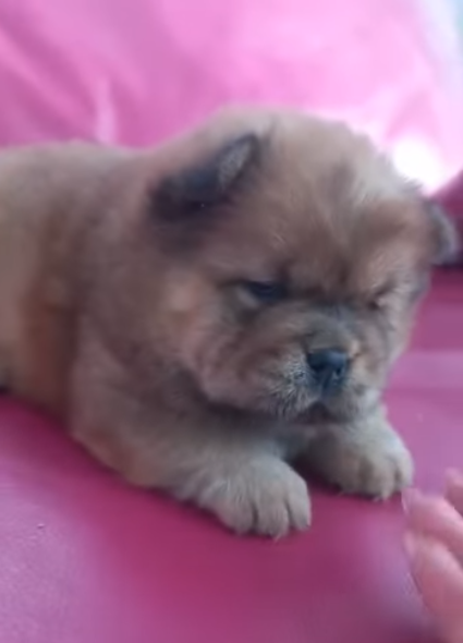 Клото Стефания Гуанчжоу