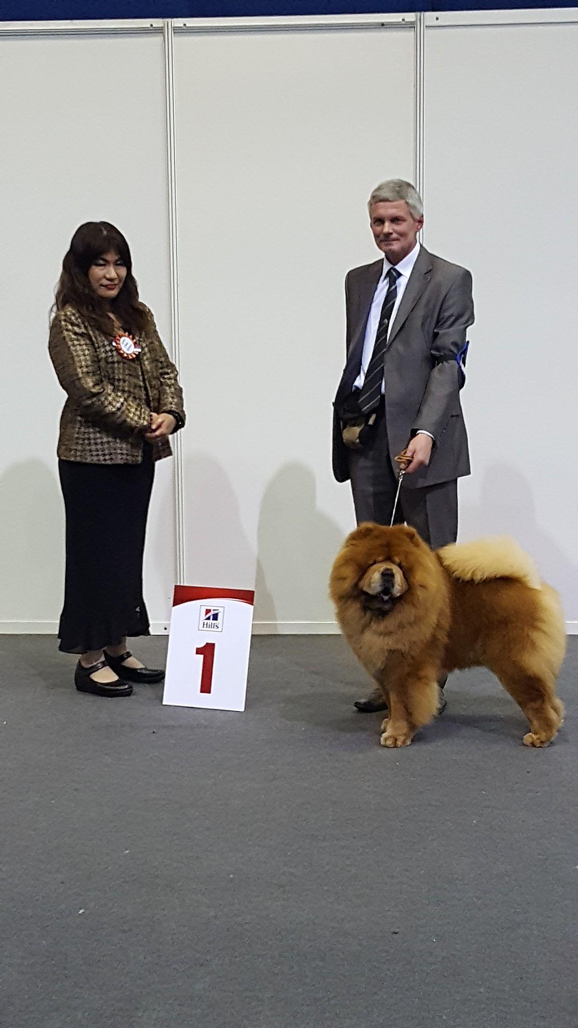 Сеня - 4 года -  Нижний Новгород  CACIB- 06.11.2016г. - отл.1, CW, ЛК, ЛПП