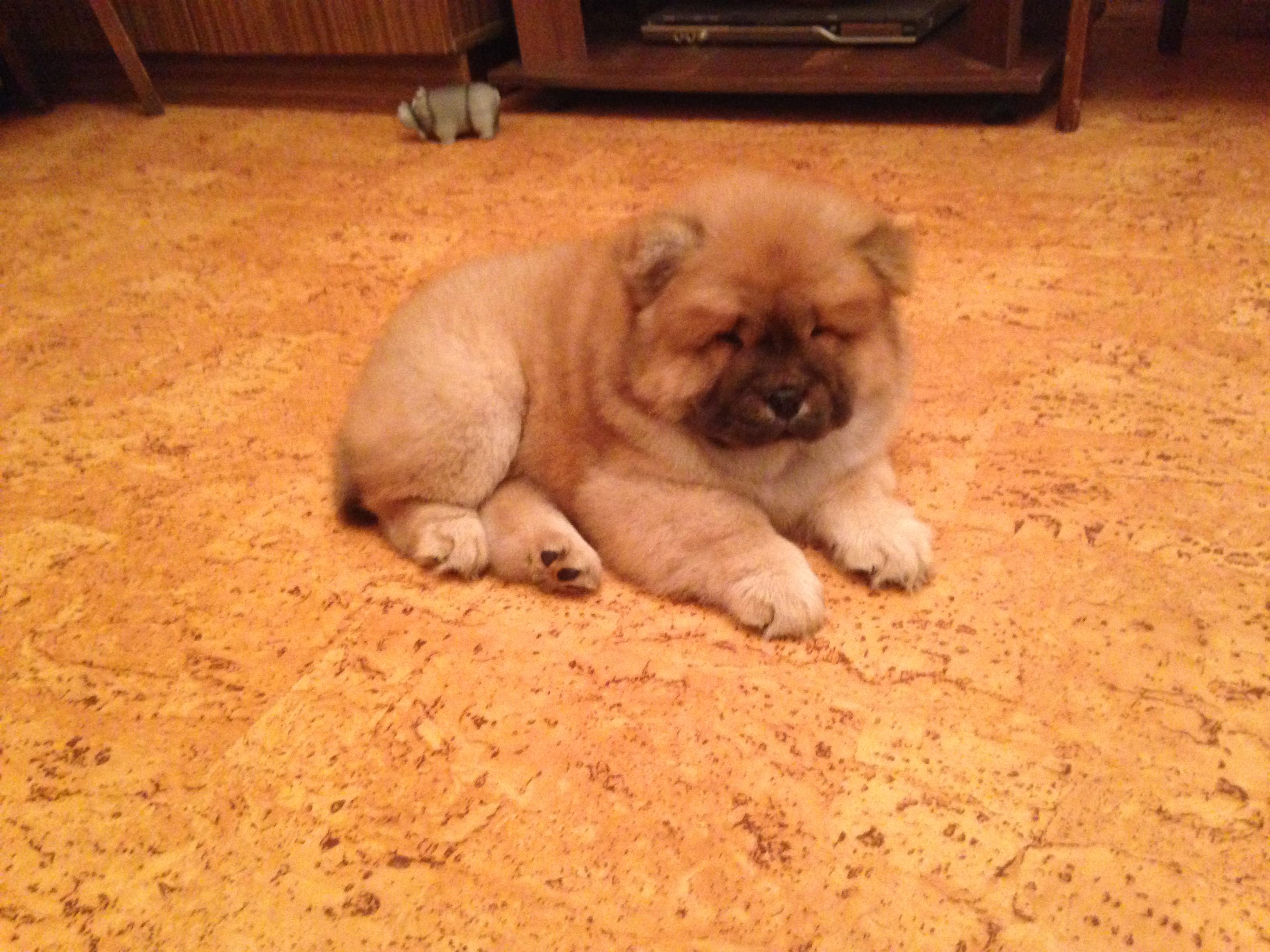 Клото Стефания Гуанчжоу