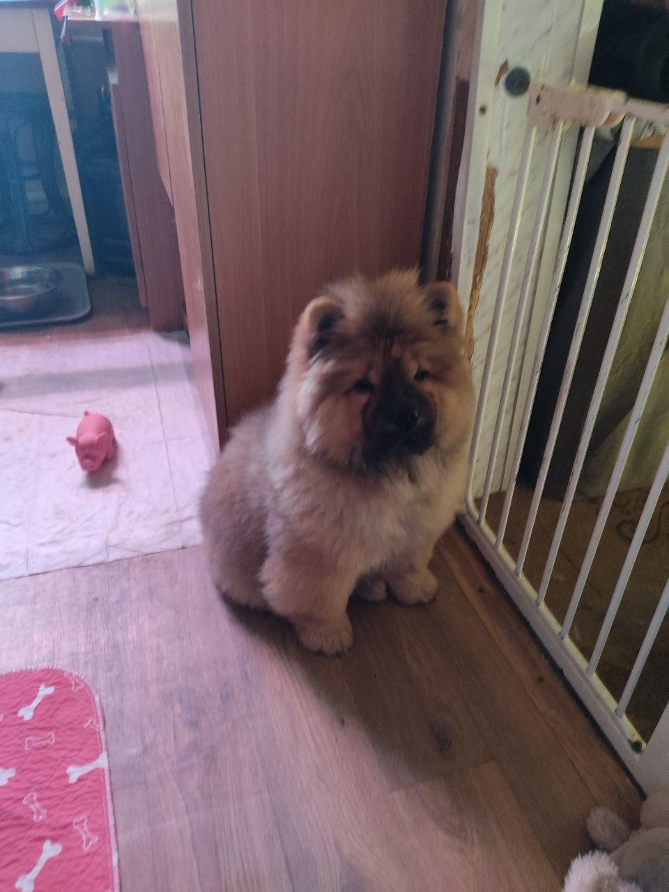 Осенний  Поцелуй Файер Сталкер (Сеня) - 1,5 месяца