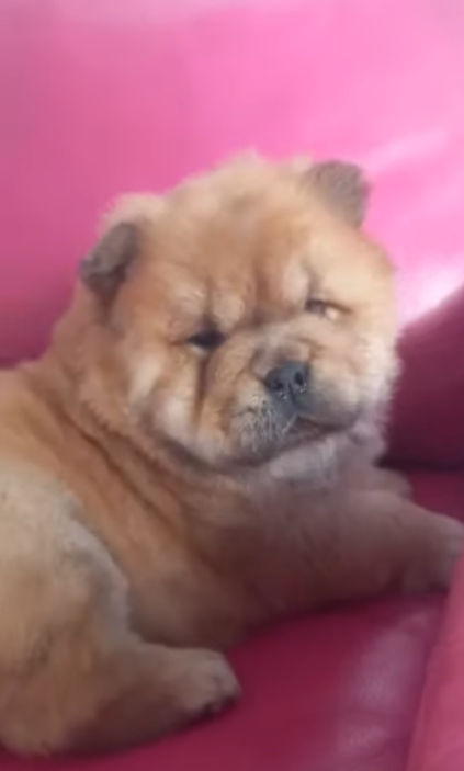 Клото Стефания Гуанчжоу