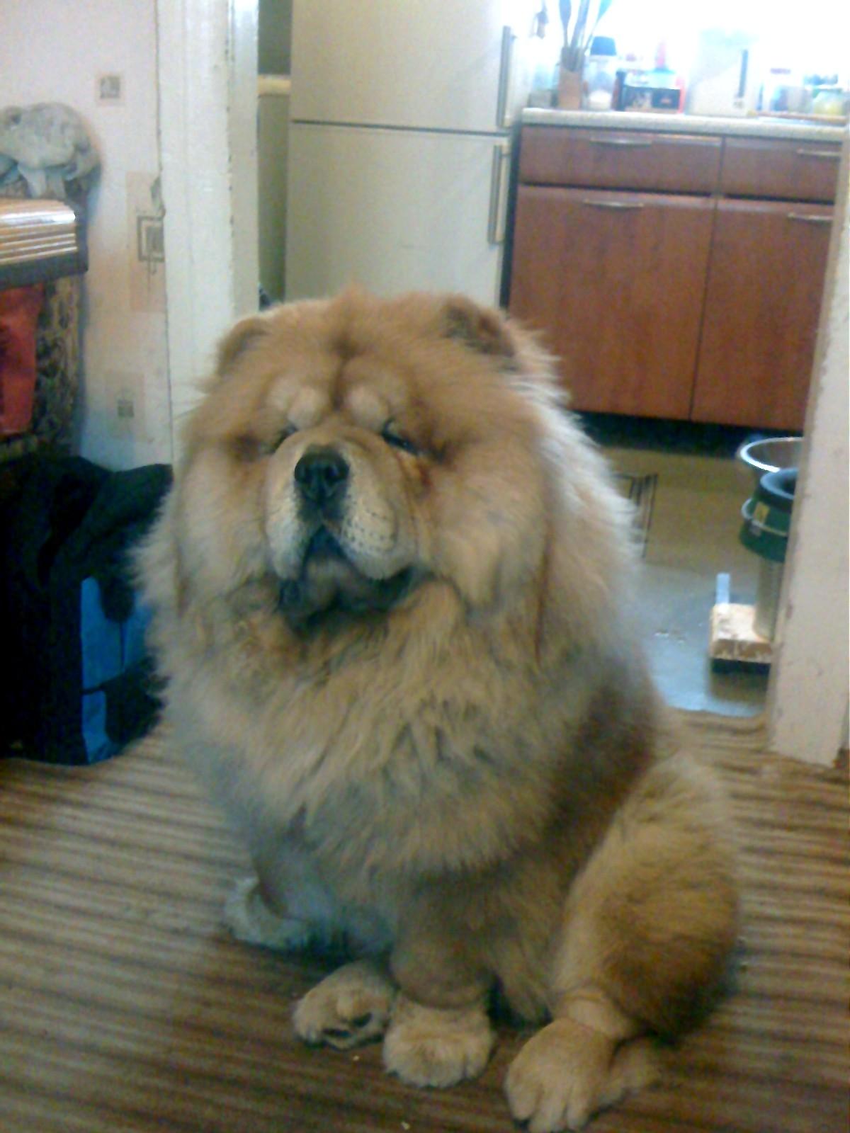 Цезарь 19 месяцев