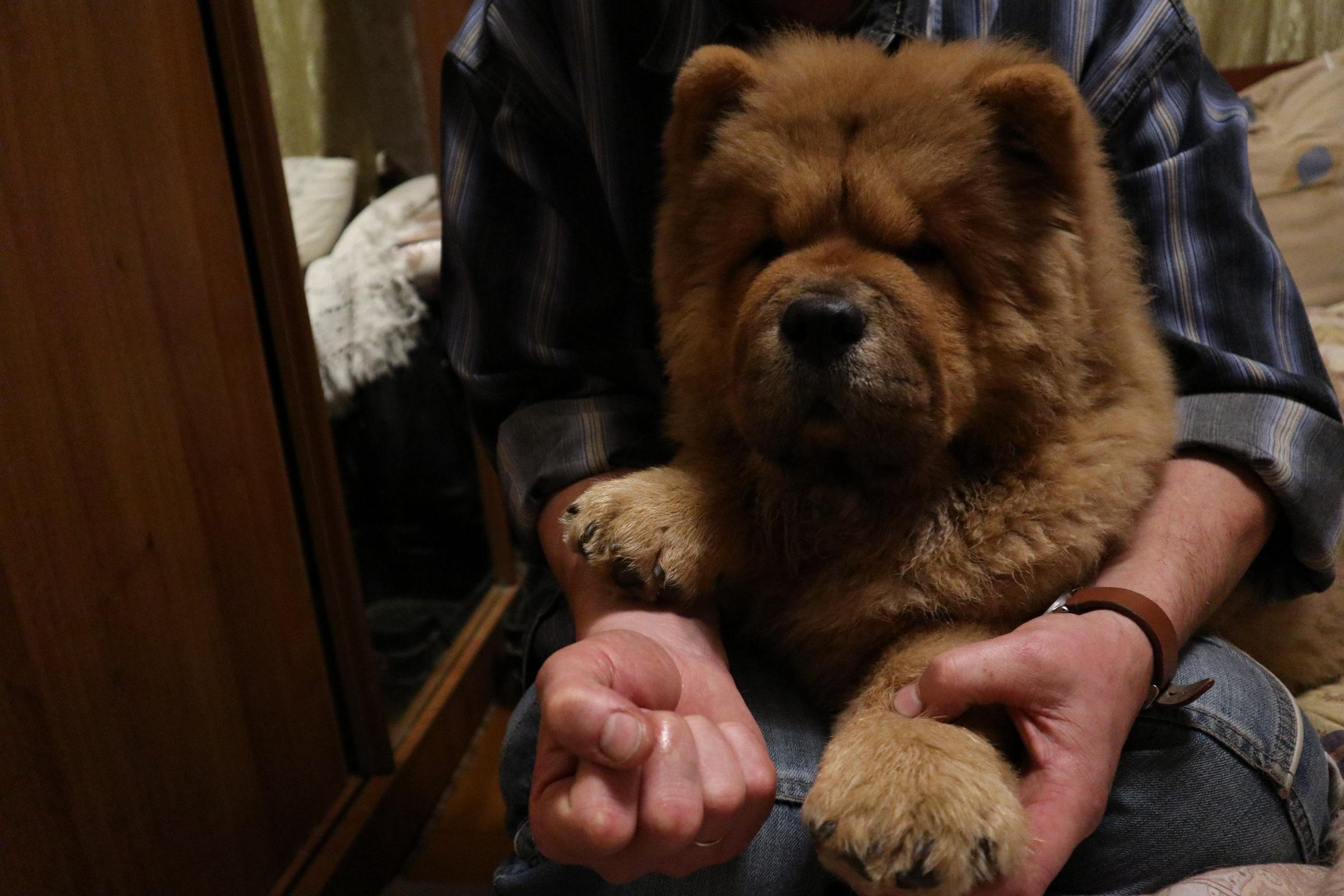 Осенний  Поцелуй Файер Сталкер (Сеня) - 1,5 месяца