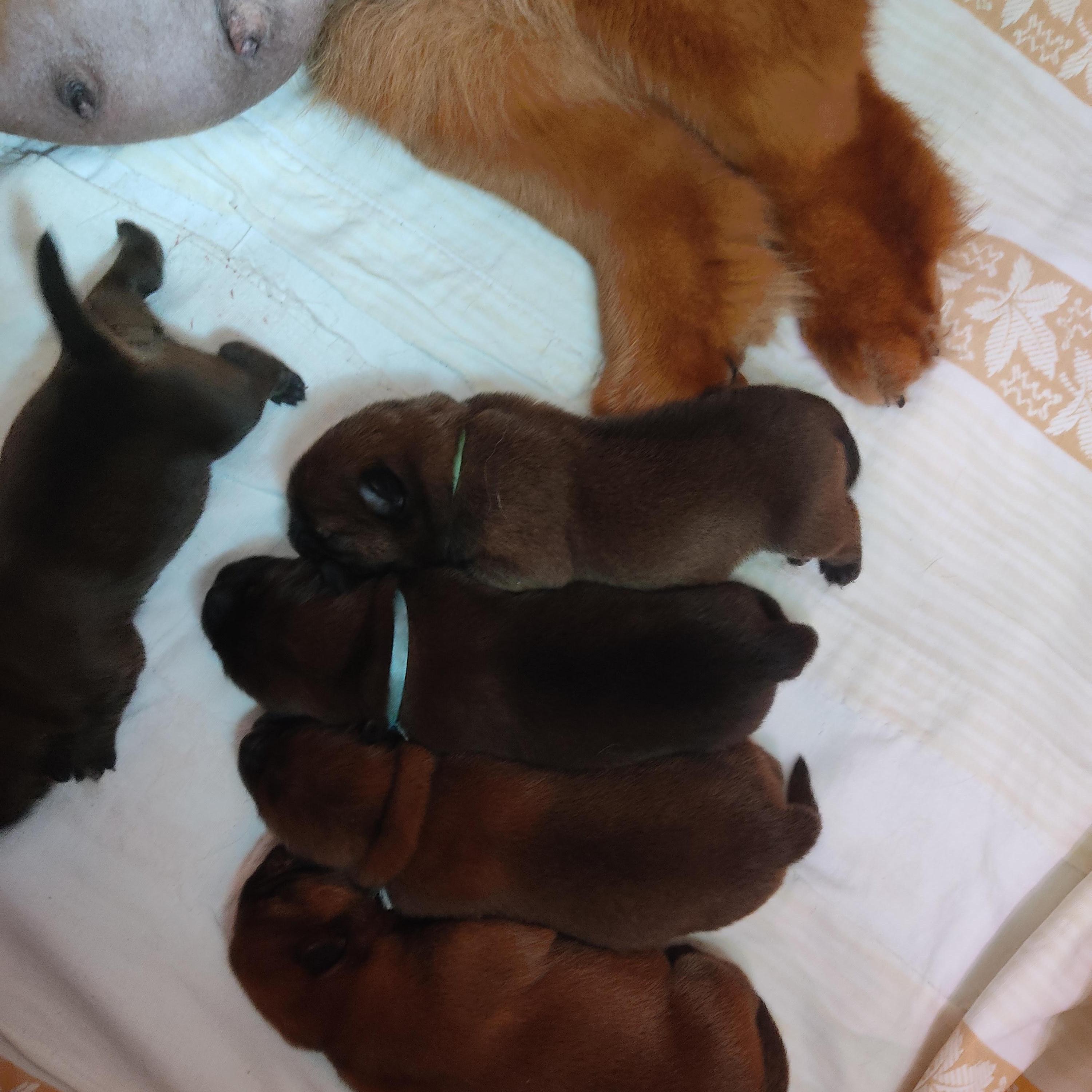 Клото Сани Анджонг