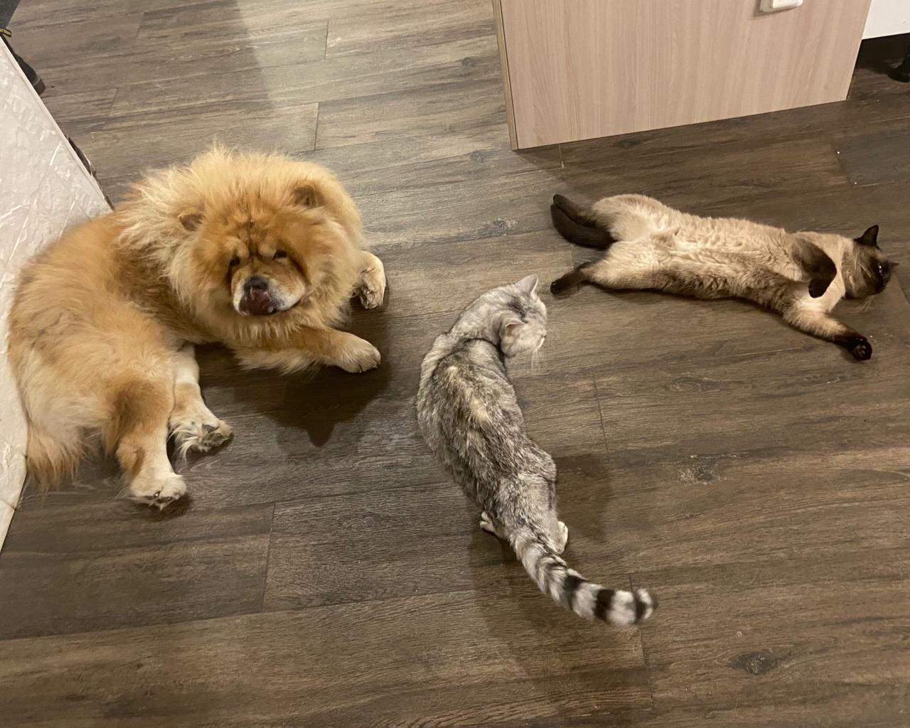 Клото Сантия Ли Мей 