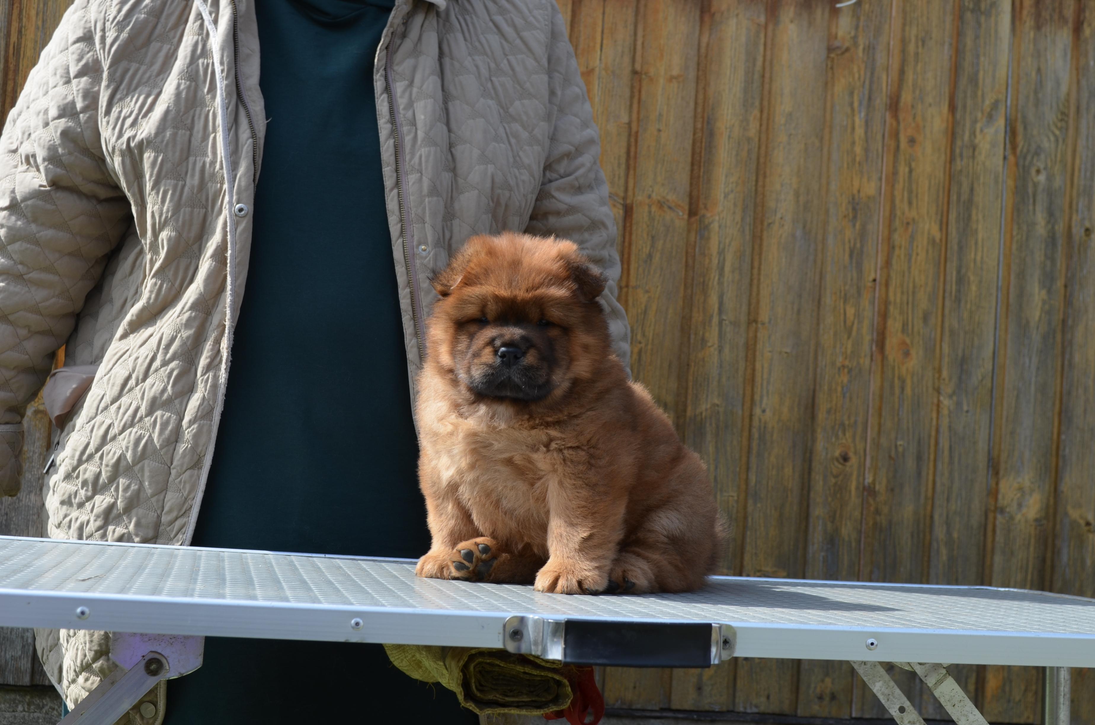 Клото Сани Анджонг