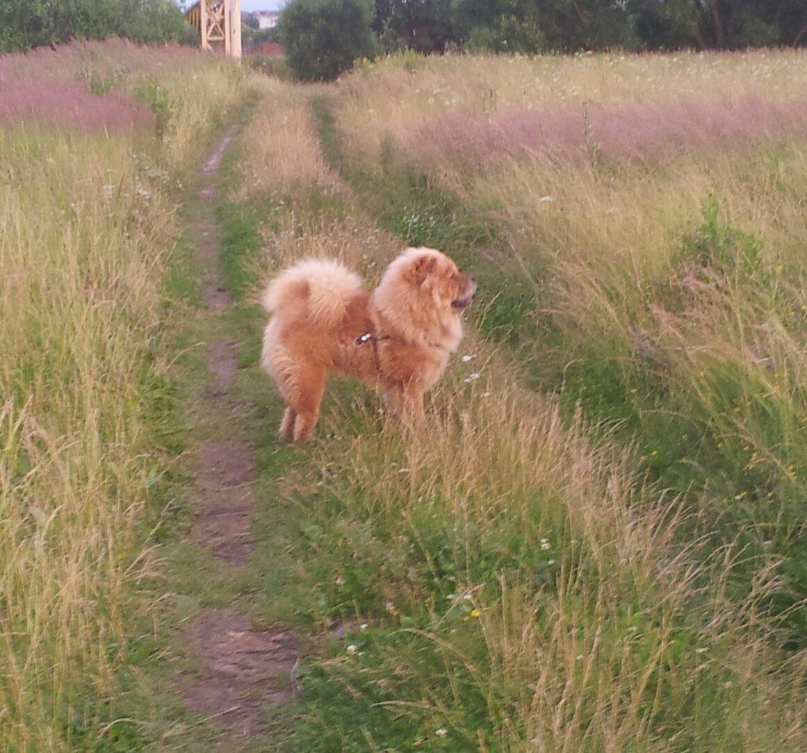 Клото Сантия Ли Мей