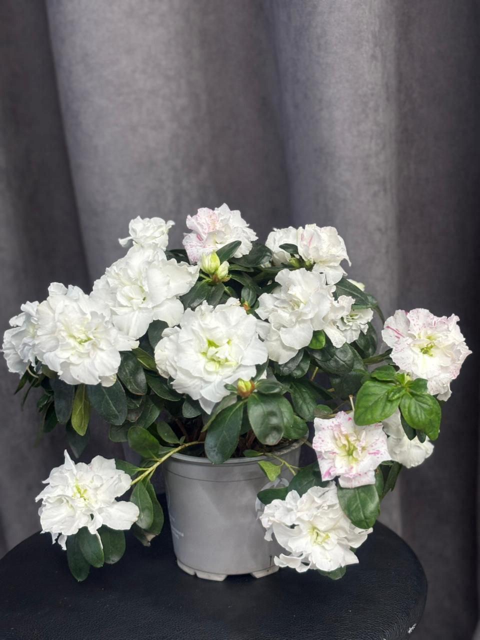 goods image