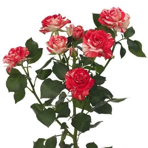 goods image