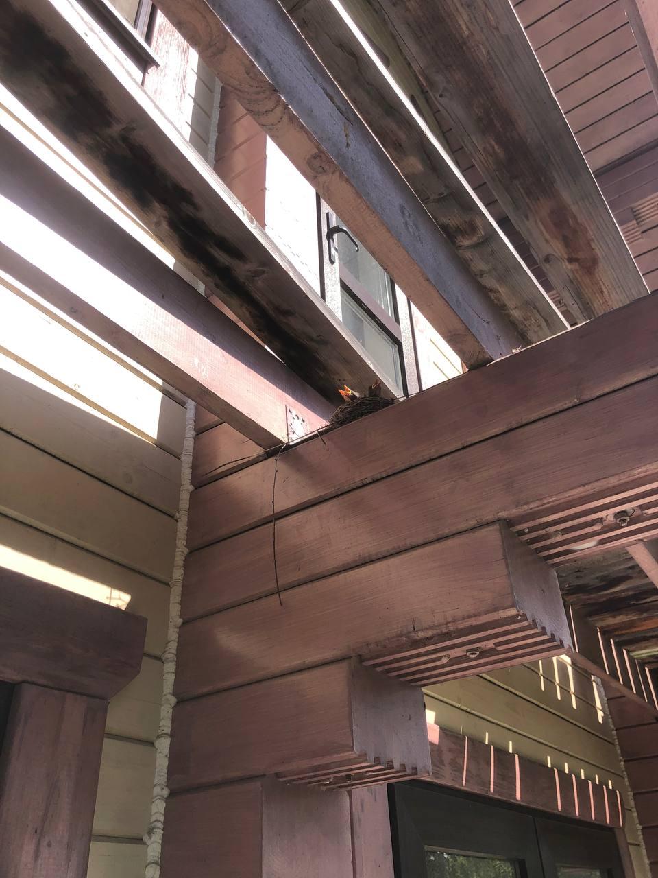 Перекрашивание деревянных домов из клеёного бруса.