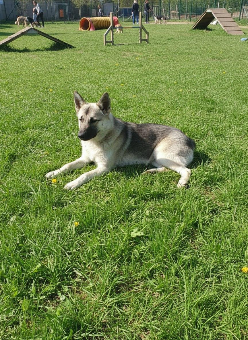 Верный друг