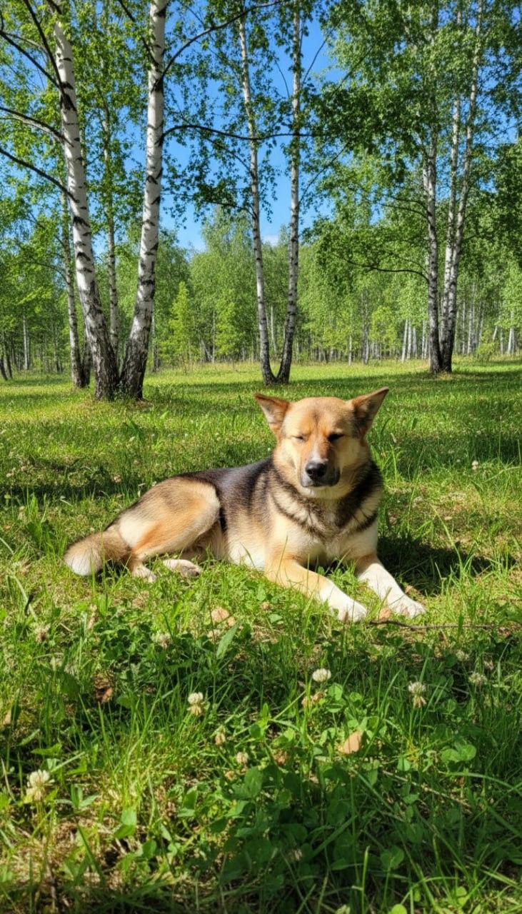 Верный друг