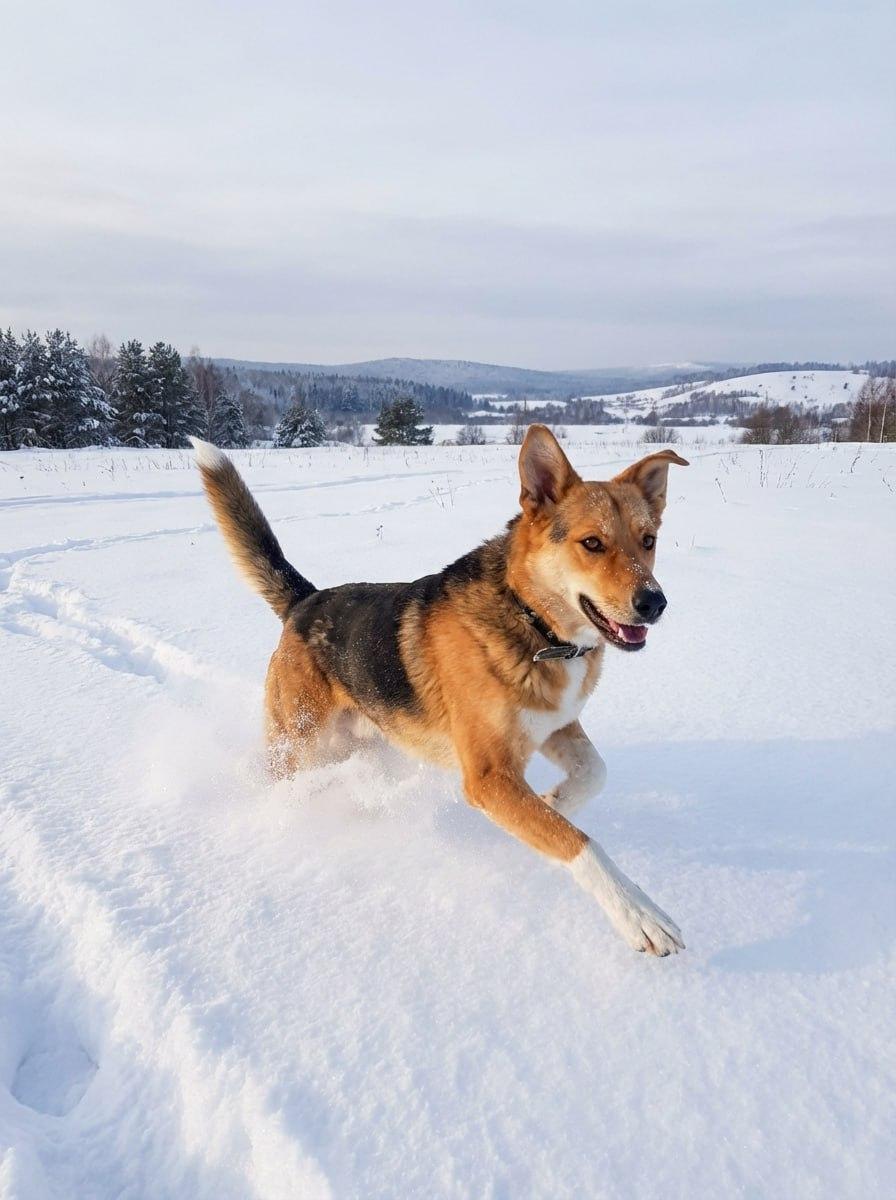 Верный Друг