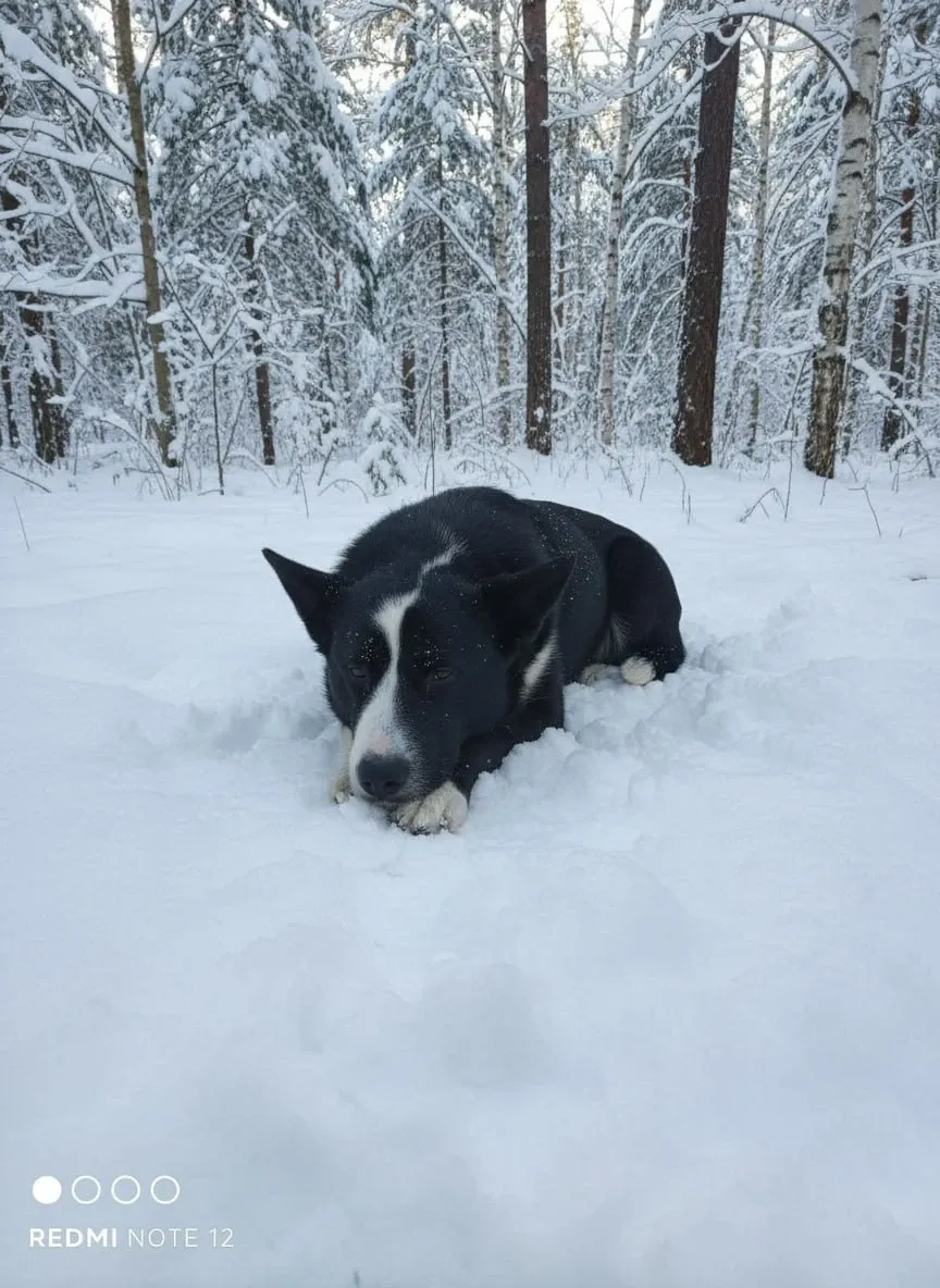 Верный друг