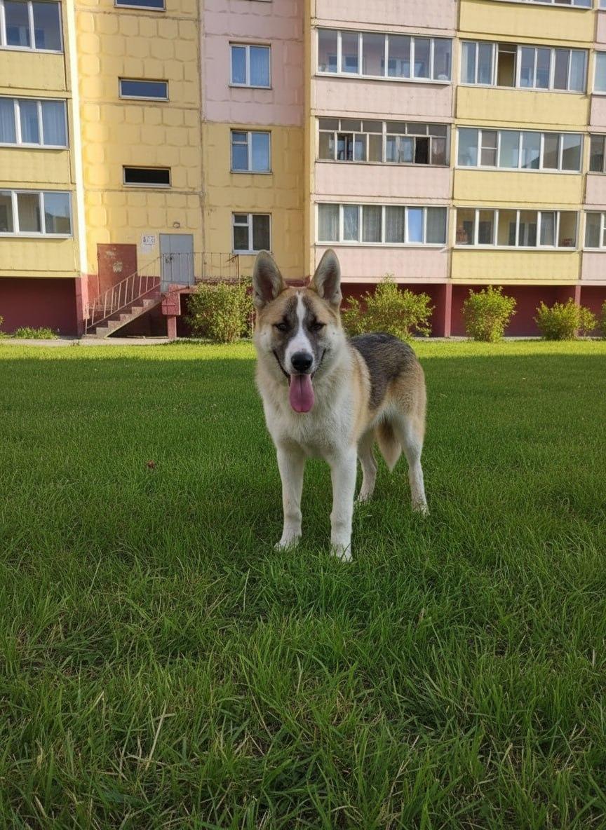 Верный друг