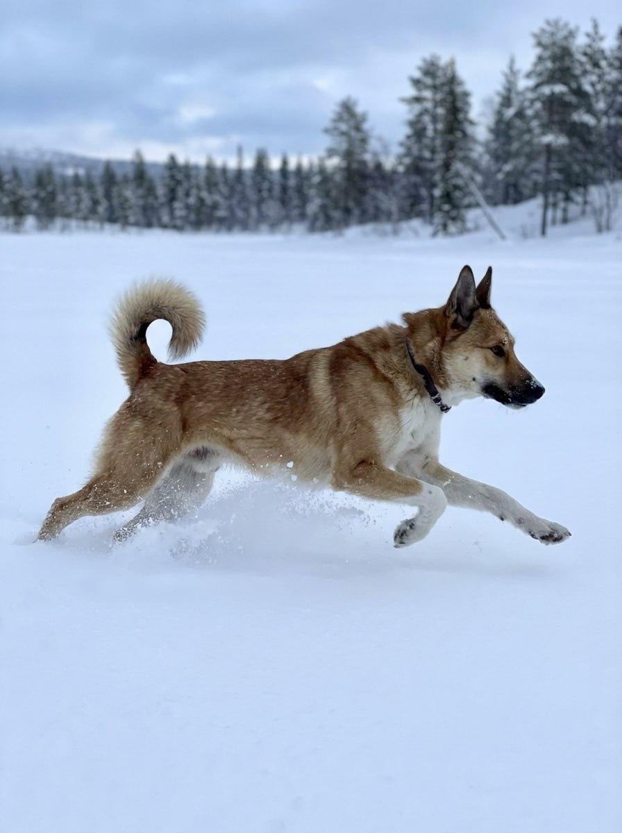 Верный Друг