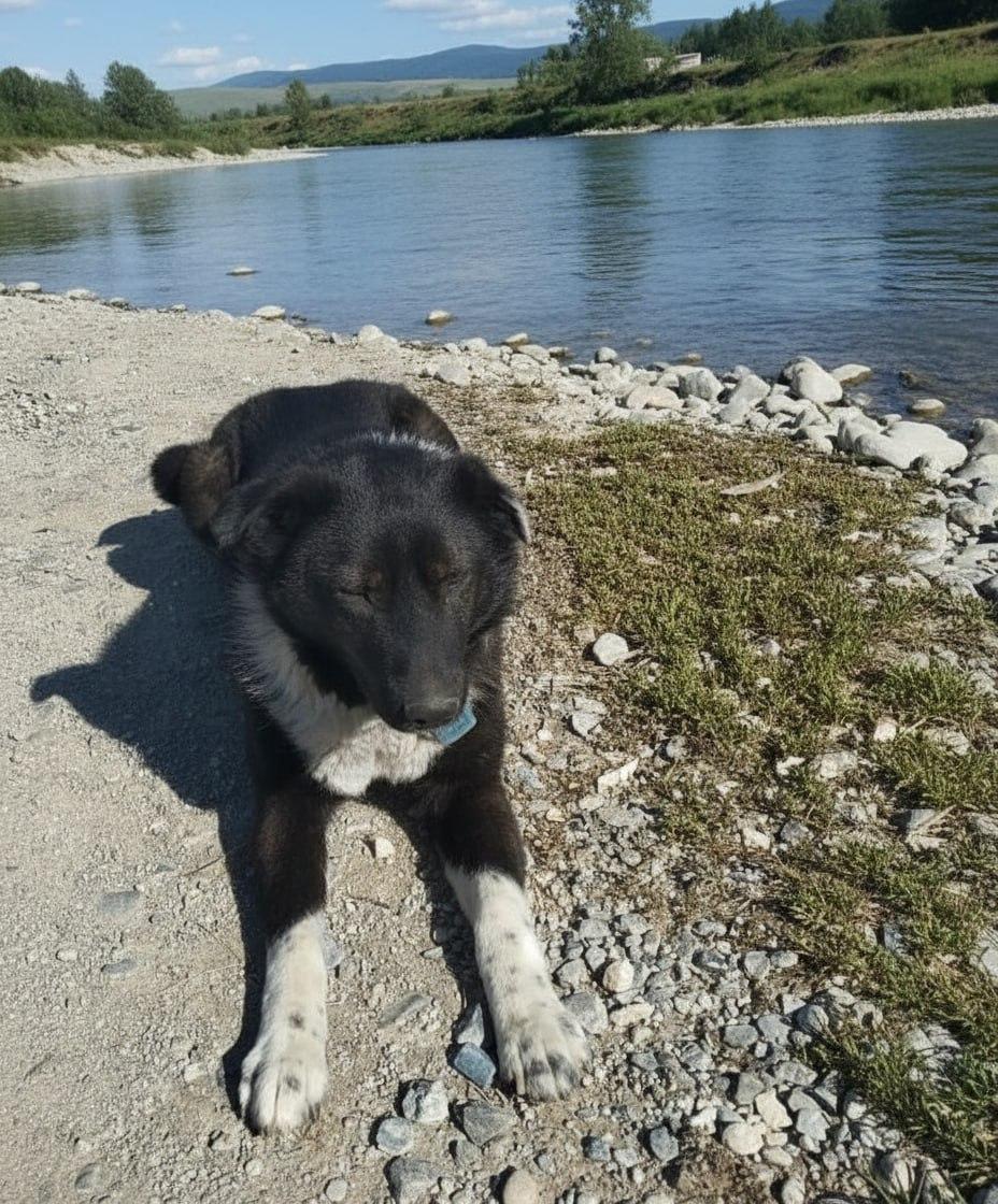 Верный друг