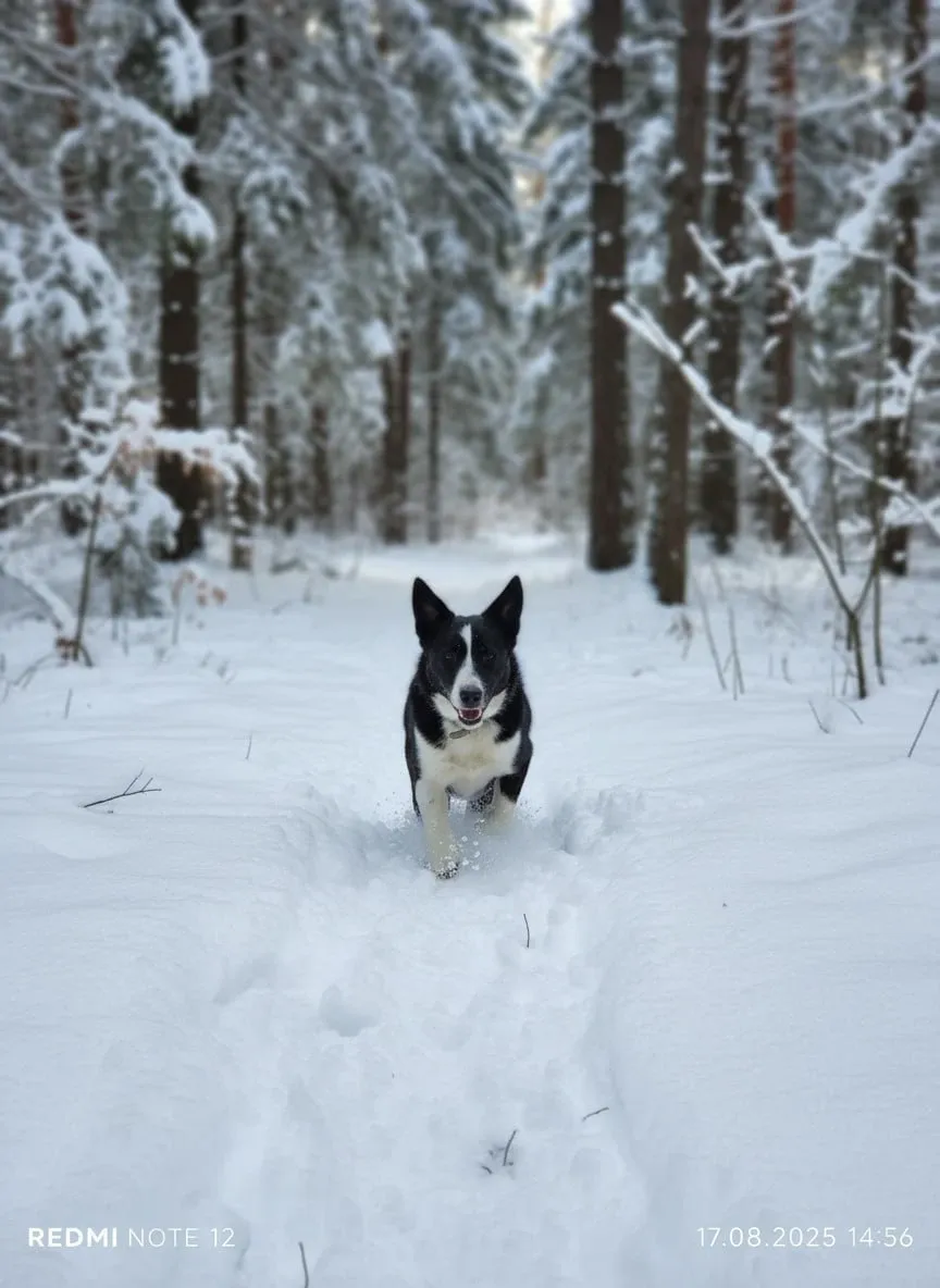ООПБЖ "Верный Друг"