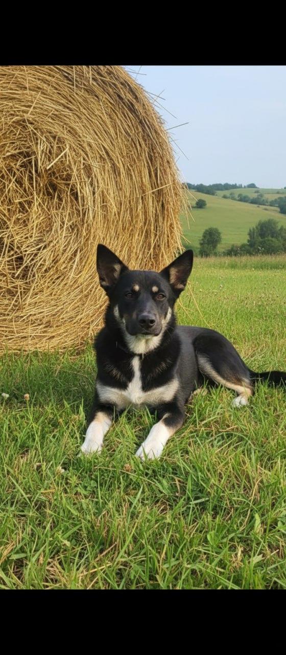 ООПБЖ "Верный Друг"