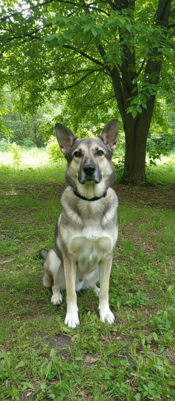 ООПБЖ "Верный Друг"