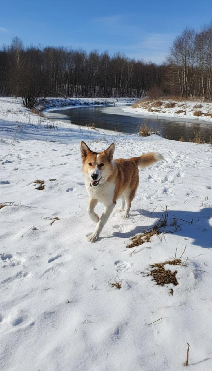 Верный друг