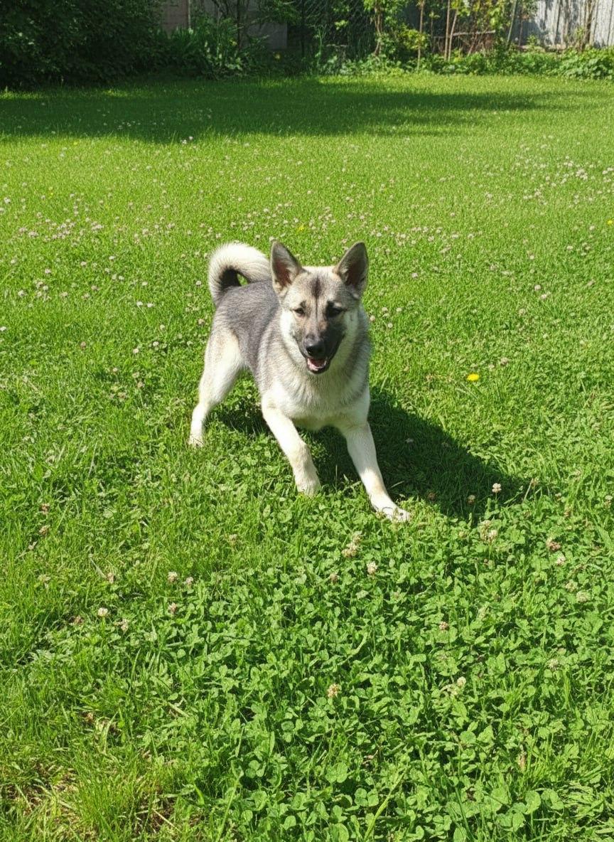 ООПБЖ "Верный Друг"