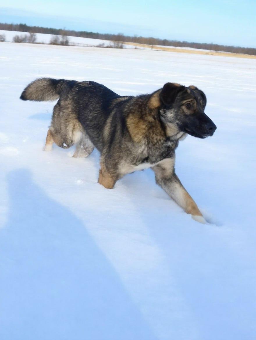 Верный друг