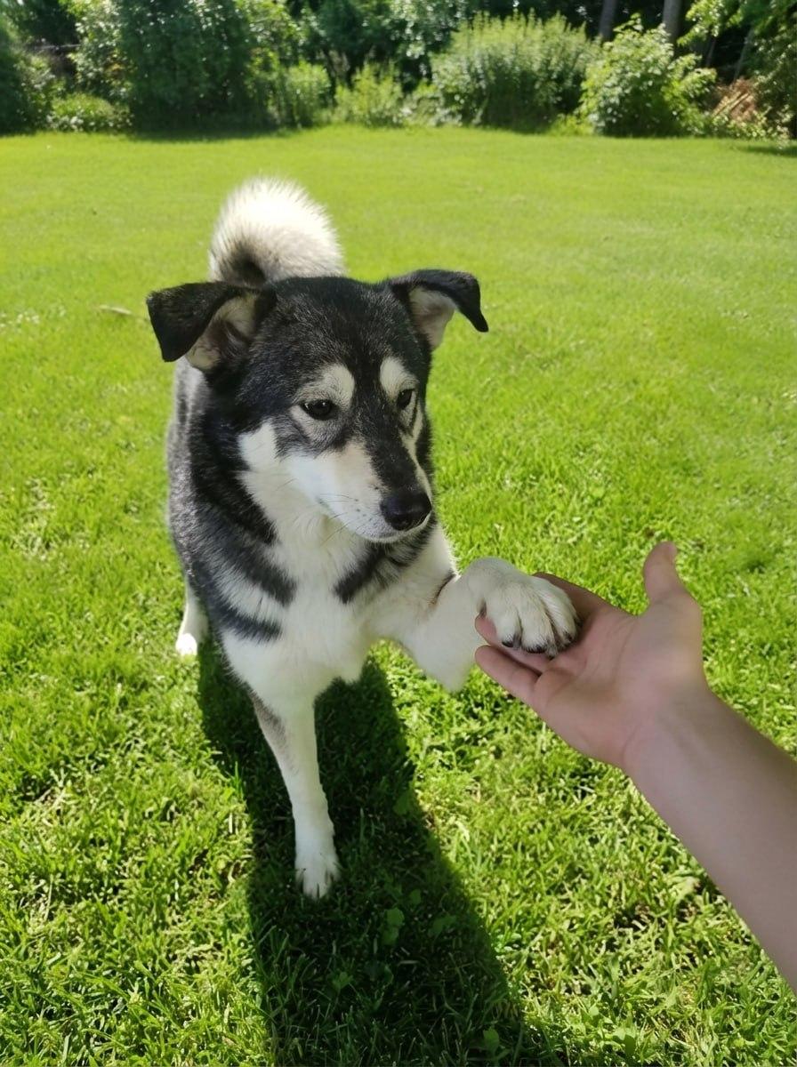 Верный друг