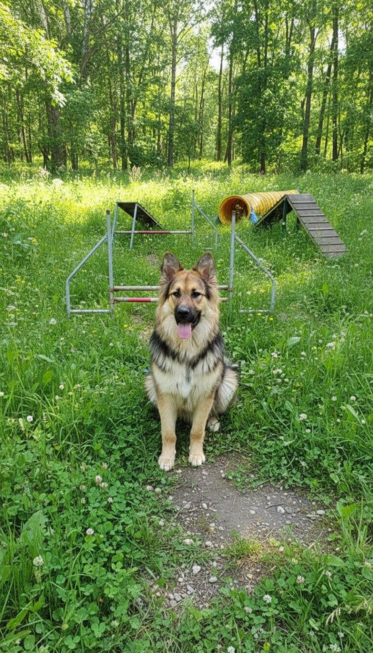 Верный друг