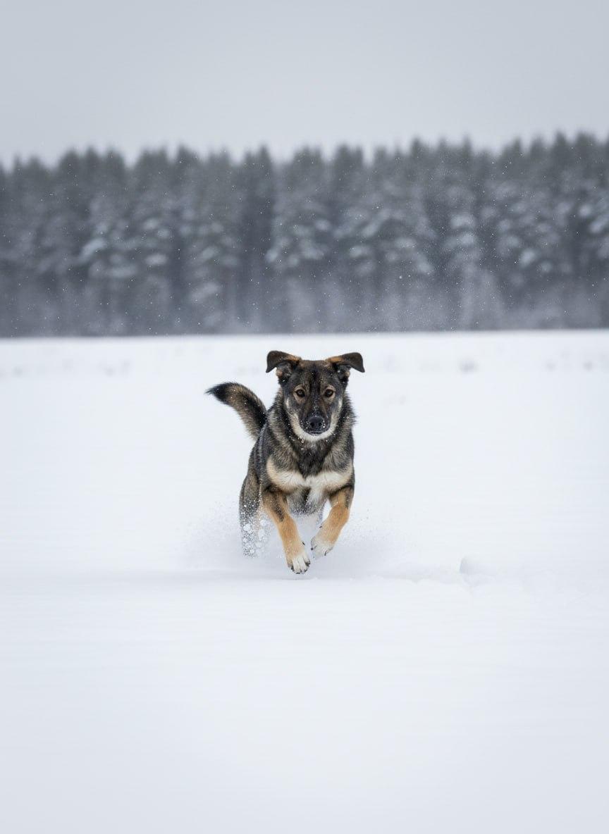 Верный друг