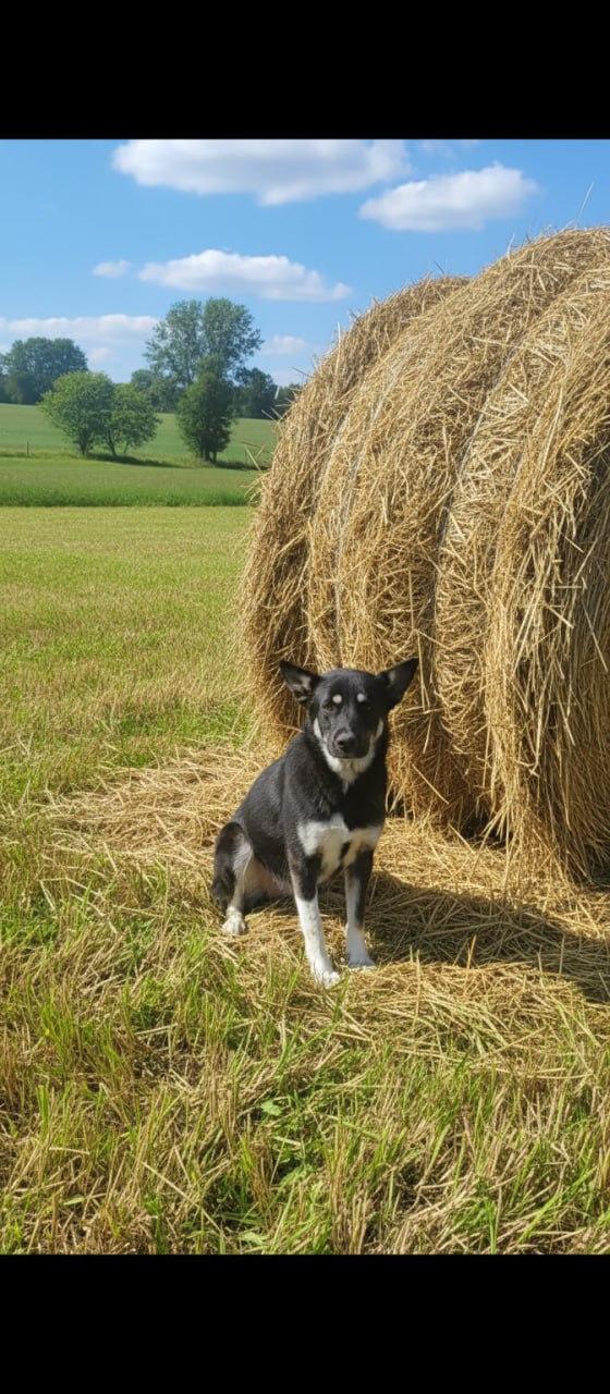 Верный друг