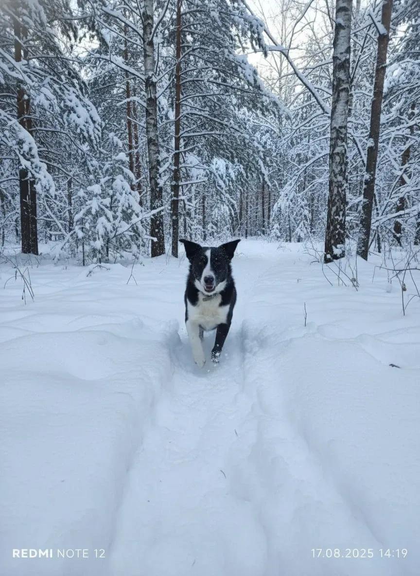 Верный друг